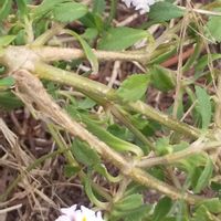 イワダレソウ,野草,お出掛け先,白い水曜日♡の画像