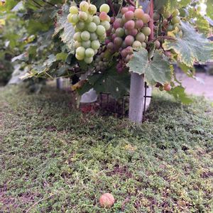 胡桃,胡桃,紅伊豆,紅伊豆,北海道の画像