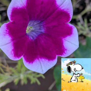 安曇野,サフィニアアート,サフィニアアートあずきフラッペ,今日の花,今日のお花の画像