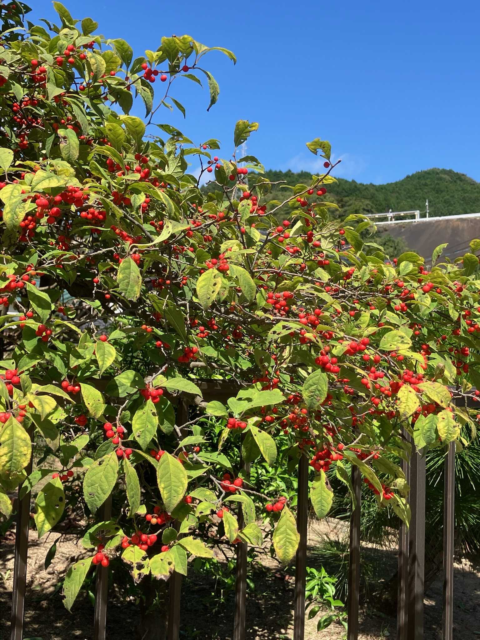 ウメモドキの投稿画像 by フジセツさん｜ウメモドキとサルスベリと