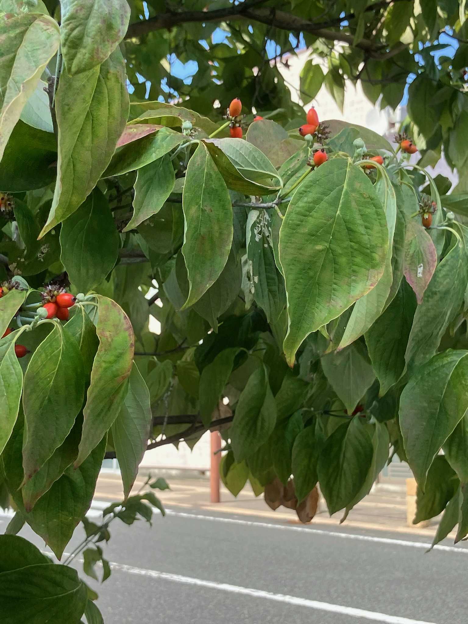 ウメモドキの投稿画像 by フジセツさん｜ウメモドキとサルスベリと