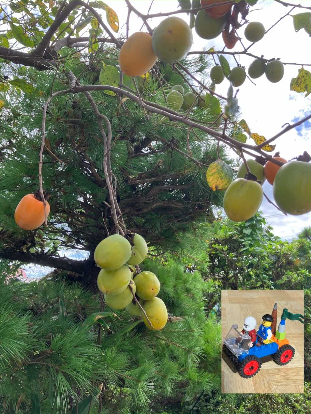 ウメモドキの投稿画像 by フジセツさん｜ウメモドキとサルスベリと