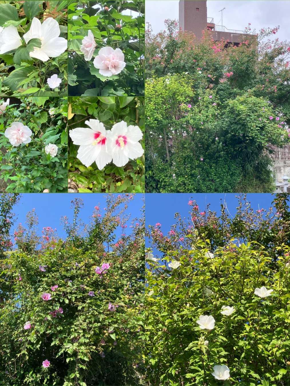 ウメモドキの投稿画像 by フジセツさん｜ウメモドキとサルスベリと