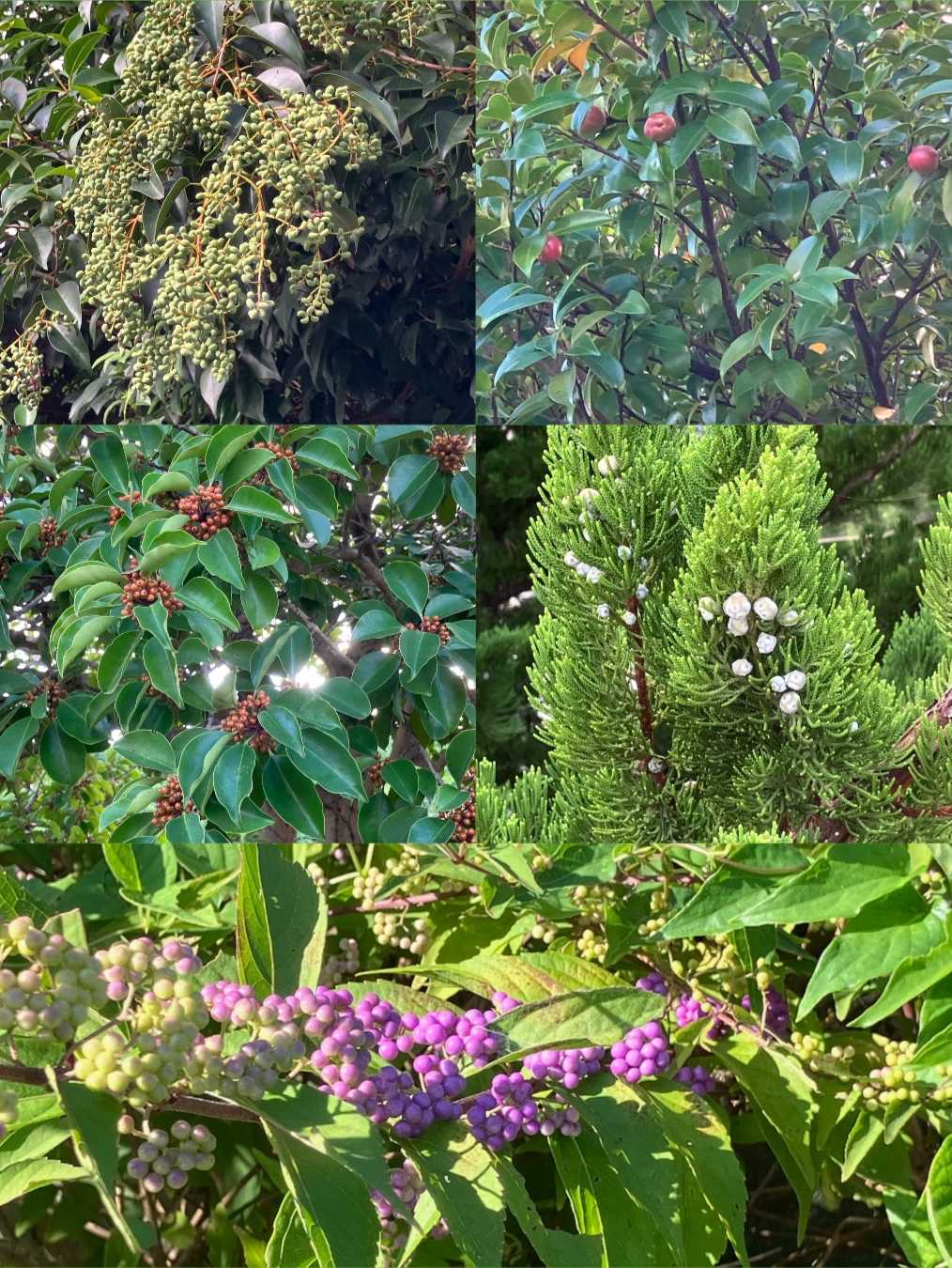 ウメモドキの投稿画像 by フジセツさん｜ウメモドキとサルスベリと