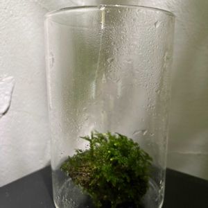 苔テラリウムの画像