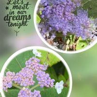 タマアジサイ,ヤマホトトギス,平和を願う,青い花マニア,木曜モフモフの画像