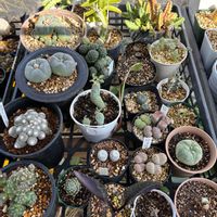 サボテン,ハエトリソウ,多肉植物,サボテン科,食中植物の画像