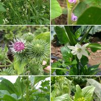 ルッコラ,ピーマン,ゴボウ,ハクサイ,大豆の画像