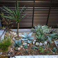 アロエ,グレビレア,パキポディウム,アガベ,ドドナエアの画像