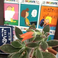 ハムシー,桔梗,彼岸花  曼珠沙華,多肉初心者,るる　かまぼこ板で繋がる輪の画像