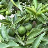 すだち,我が家の庭の画像