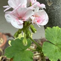 ゼラニウム,ニオイバンマツリ,風車菊,スーパーベナ ピーチメルバ,ベゴニアダブレット ホワイトの画像