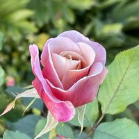 ジャーマンアイリス,ゼラニウム,ナデシコ,モミジ,秋明菊の画像