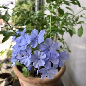 ルリマツリ(プルンパーゴ),マンション,ベランダの画像