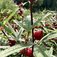 ハイビスカスローゼル,手作り,ハーブティー,ポタジェ,不老長寿の画像