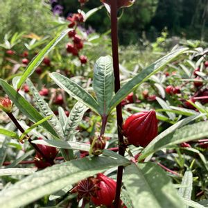 ハイビスカスローゼル,手作り,ハーブティー,ポタジェ,不老長寿の画像