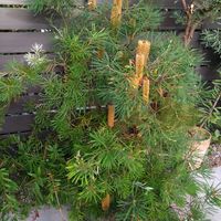 バンクシア,ヒースバンクシア,ヘアピンバンクシア,バンクシア エリシフォリア,オージープランツの画像