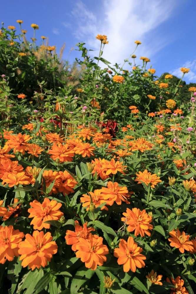 maroさんの里山ガーデン（大花壇）への投稿