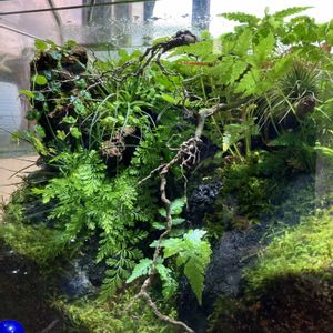 ハイゴケ,エア プランツ,シダ植物,苔テラリウム,ガラス容器の画像