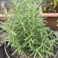 ローズマリー,ハーブを楽しむ,ハーブのある暮らし,植物大好き,ハーブ大好きの画像