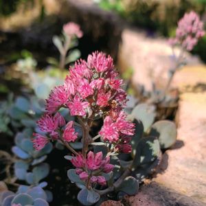 リーフ好き☘.۰•゜,地植え,たにく,かわいいな♡,成長が楽しみの画像