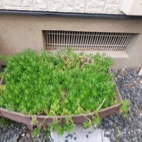 モリムラマンネングサの画像