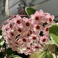 アップルミント,ホヤ・カルノーサ,マルバツユクサ,ホヤリップカラー,アカジソの画像