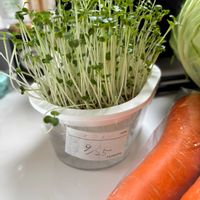 ブロッコリースプラウトの画像