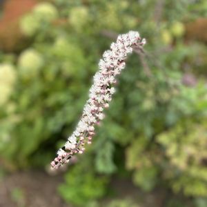 北海道,オーガニック,オーガニック野菜 ,家庭菜園,庭の画像