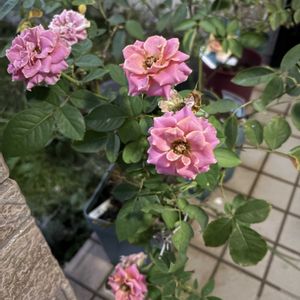 バラ,植物,花のある暮らし,自己流ガーデニング,ガーデニング♥の画像