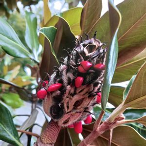 タイサンボク,木曜日は木の画像