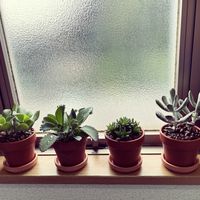 セイロンベンケイソウ,福娘,ブルーリボン,多肉植物,室内組の画像