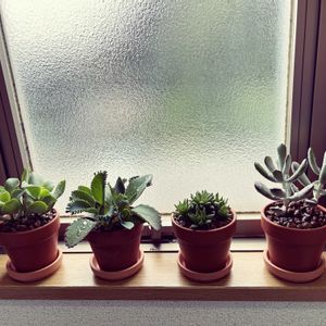 セイロンベンケイソウ,福娘,ブルーリボン,多肉植物,室内組の画像