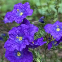 ニーレンベルギア,ニーレンベルギア オーガスタの画像