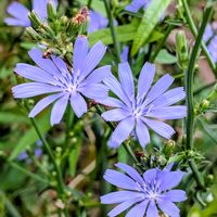 チコリの画像