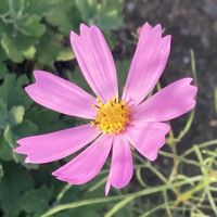 コスモス,お出かけ先にての画像
