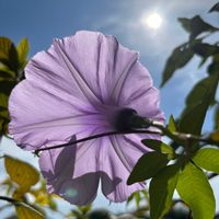 スギ,ニオイバンマツリ,モミジバアサガオ,ミカエリソウ,チシオタケの画像