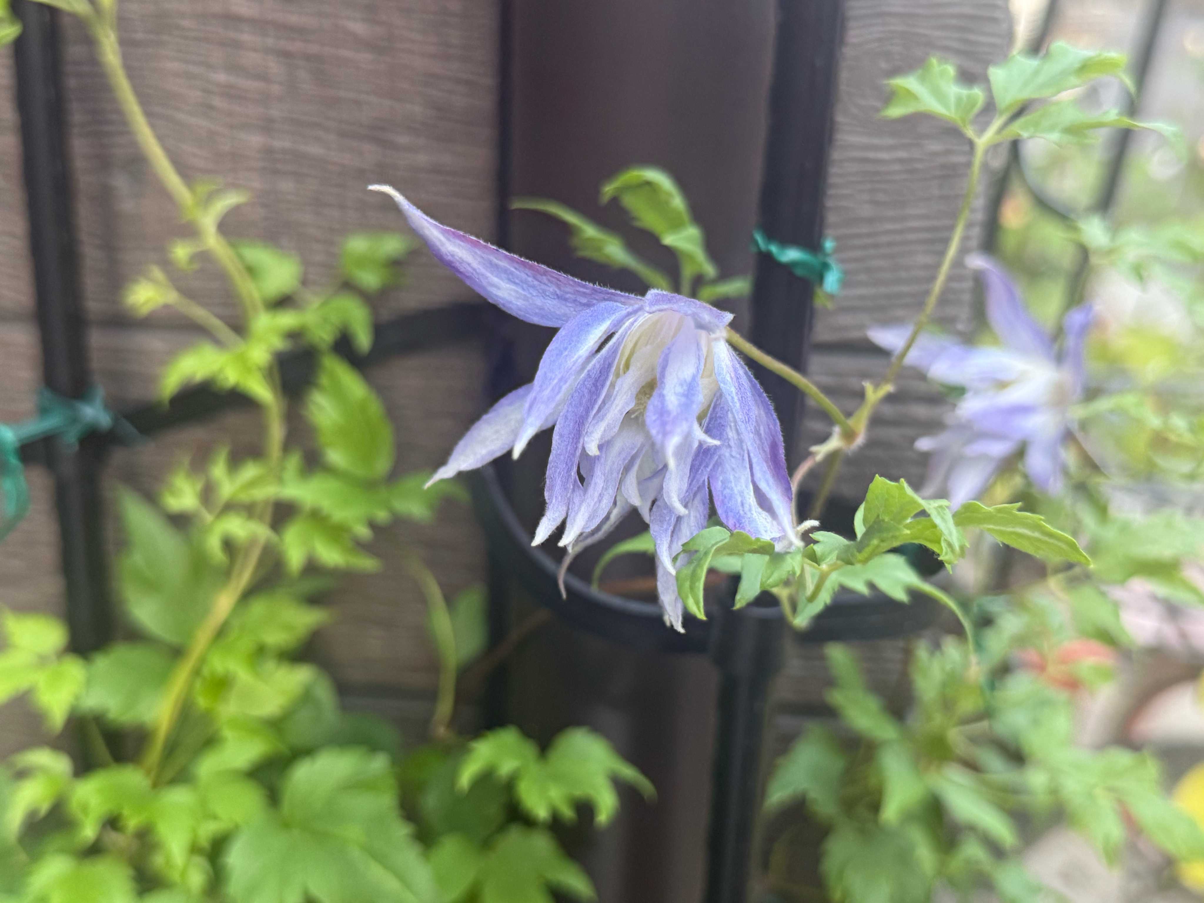 マクロペタラ・ウェッセルトンの一覧｜🍀GreenSnap（グリーンスナップ）