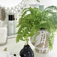 姫モンステラ,ネフロレピス,癒し,水挿し,no green no lifeの画像