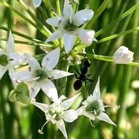 ニラ,お出かけ先にての画像