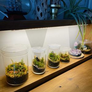 ヒノキゴケ,ホソバオキナゴケ,コツボゴケ,成長記録,苔テラリウムの画像