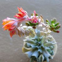 トップスプレンダー,トップシータビー,多肉植物,多肉の花,ベランダの画像