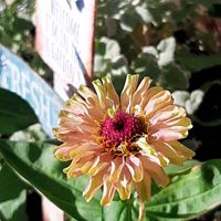 ジニア,ジニア,百日草,ジニアクイーン,ナチュラルガーデンの画像