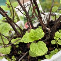 スペアミントの画像