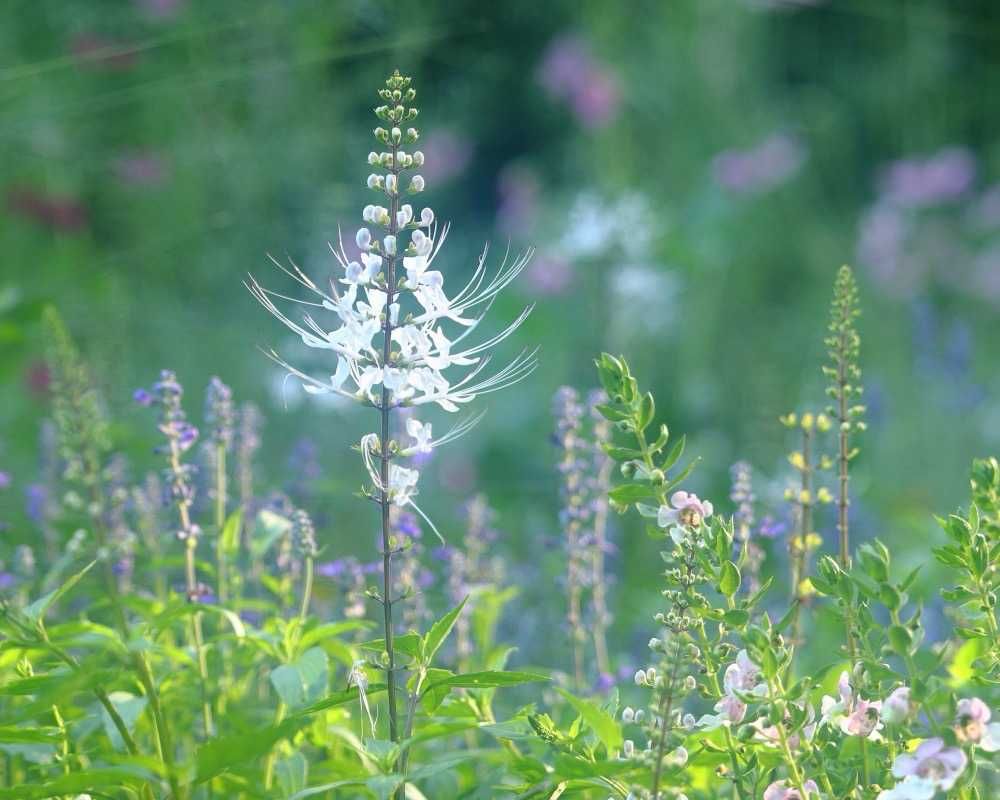 maroさんの里山ガーデン（大花壇）への投稿