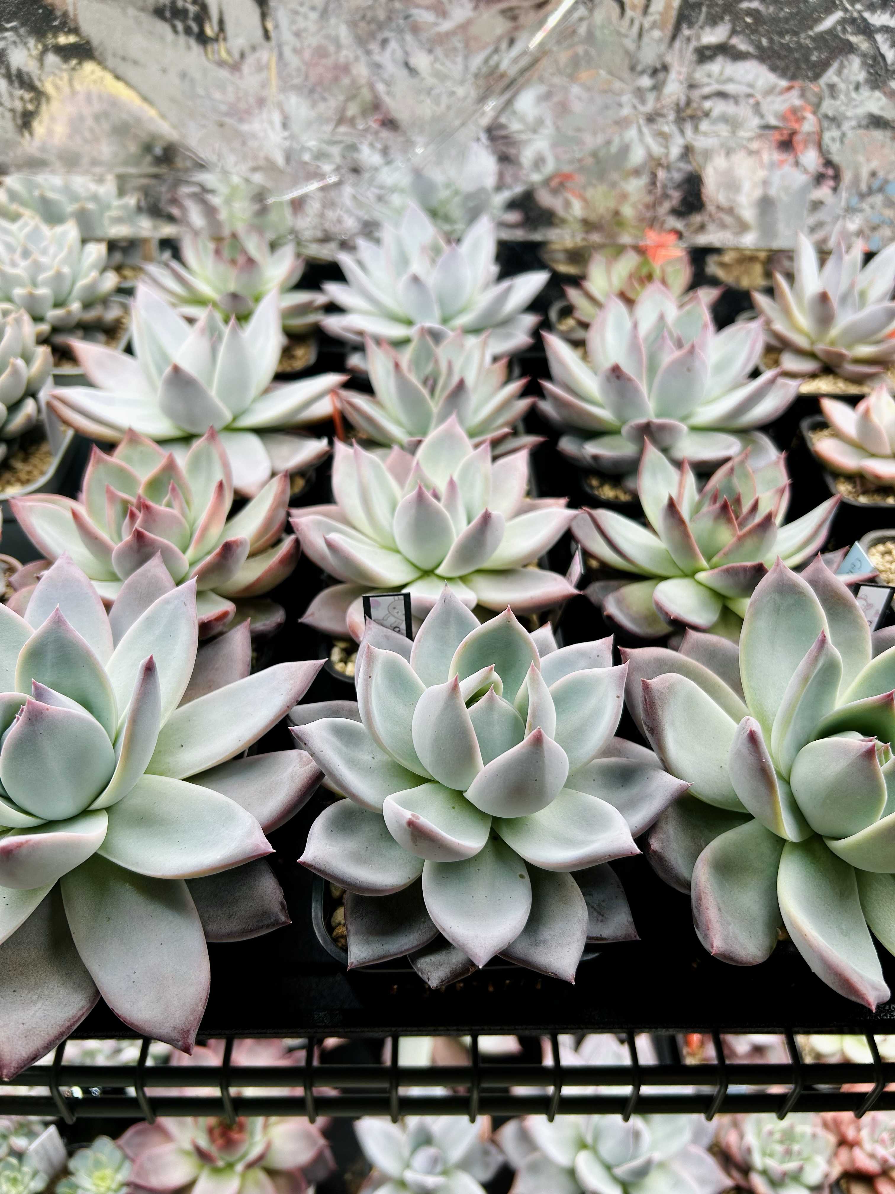 コロラータアウテンティカの一覧｜🍀GreenSnap（グリーンスナップ）