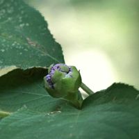 タマアジサイ,タマアジサイ,金沢自然公園の画像