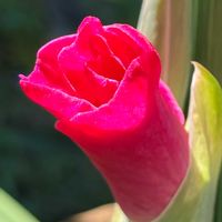 グラジオラス,グラジオラス,赤い花,金曜日の蕾たち,庭の画像