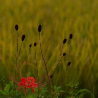 ワレモコウ,ワレモコウ,稲（いね）,稲（いね）,彼岸花（ひがんばな）の画像