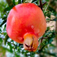 ザクロ,ザクロの 実,食べられる,ガーデニング,日当たり良好の画像